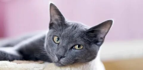 Корат кошка