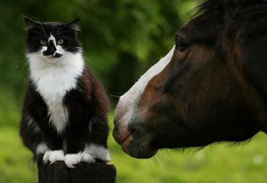 Three horses. Забавные домашние животные. Любовь лошадей. Horse be cats. Смешные лошади.