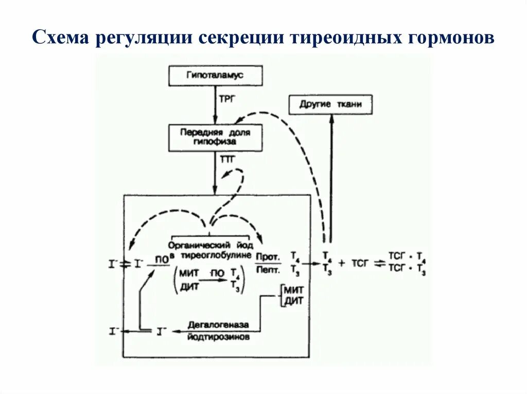 Схема регуляции секреции гормонов щитовидной железы. Схема механизма действия гормонов щитовидной железы. Регуляция синтеза гормонов щитовидной железы схема. Регуляция секреции тиреоидных гормонов схема. Секретирует тиреотропный гормон