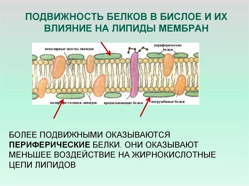 Какие функции выполняют белки мембран. Полуинтегральные белки мембраны. Подвижность мембранных белков. Подвижность мембранные липиды и белки. Интегральные и периферические белки.
