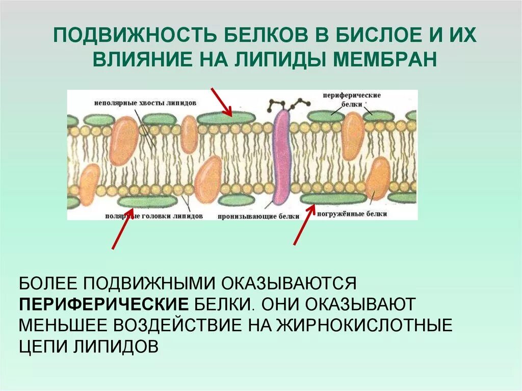 Интегральные белки какие. Полуинтегральные белки мембраны. Подвижность мембранных белков. Подвижность мембранные липиды и белки. Интегральные и периферические белки.