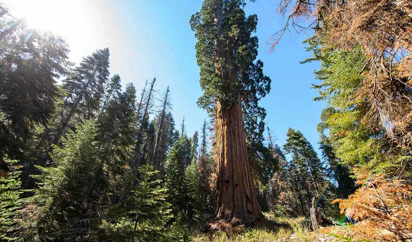 Секвойя дерево. Секвойя вечнозелёная (Sequoia sempervirens). Секвойя дендрон дерево. Американская Секвойя Гиперион. Секвойя природная зона северной америки