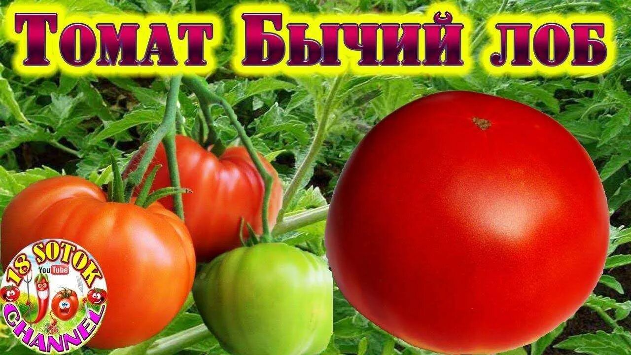 Сорт томата бычий лоб. Сорт томат бычий лоб. томат бычье кольчуга. сорт помидора бычий лоб. томат бычье.
