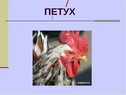 Петух предложение