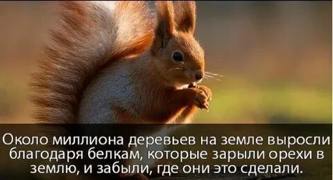 Белка забывает куда