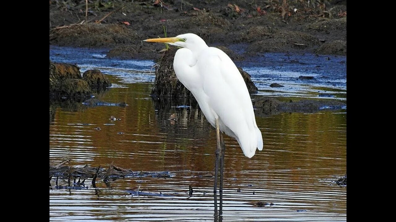 Крупная цапля. Egretta alba. цапля эгретта. большая белая цапля. большая белая цапля отряд.