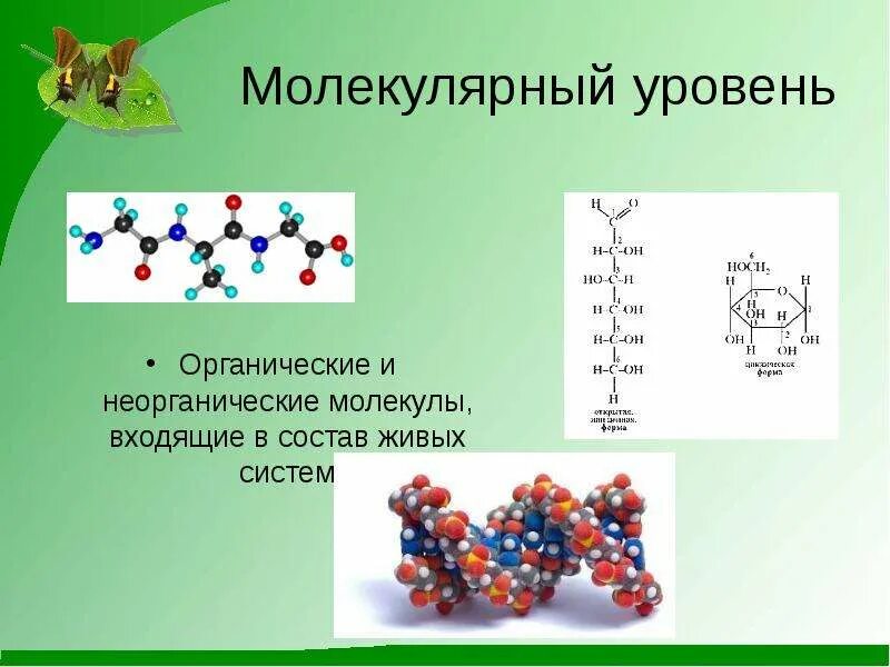 Молекулярная организации уровень организации жизни. Молекулярный уровень организации живой материи. Молекулярный уровень организации жизни. Бимолекулярный уровень.