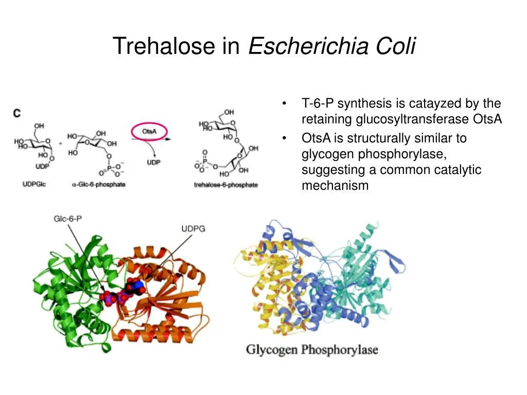 Synthesis p. Synthesis p