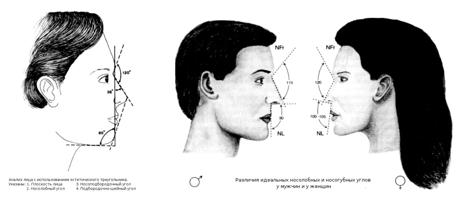Норма лба. Пропорции лица. Линия профиля лица. Линия идеального профиля лица. Угол профиля лица.