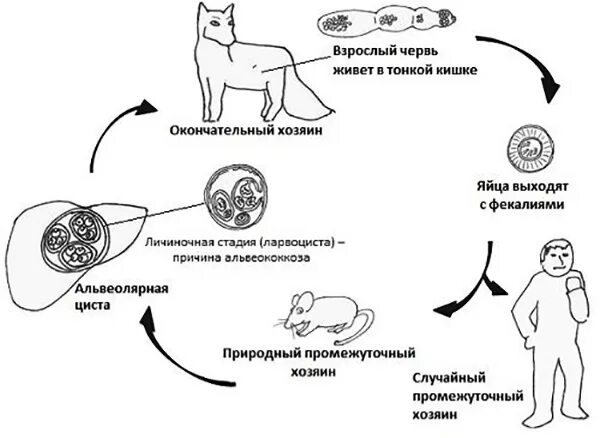 Промежуточный и основной хозяин человек. Цикл развития альвеококка схема. Alveococcus multilocularis жизненный цикл. Цикл развития эхинококка схема. Альвеококк промежуточный хозяин и окончательный хозяин.
