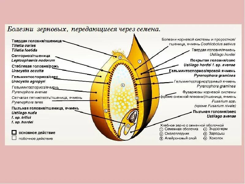 Оболочка зерна зародыш. Анатомия зерна злаковых культур (на примере пшеницы). внутренние строение семени овса. внутреннее строение зерна пшеницы. строение зерна ячменя.