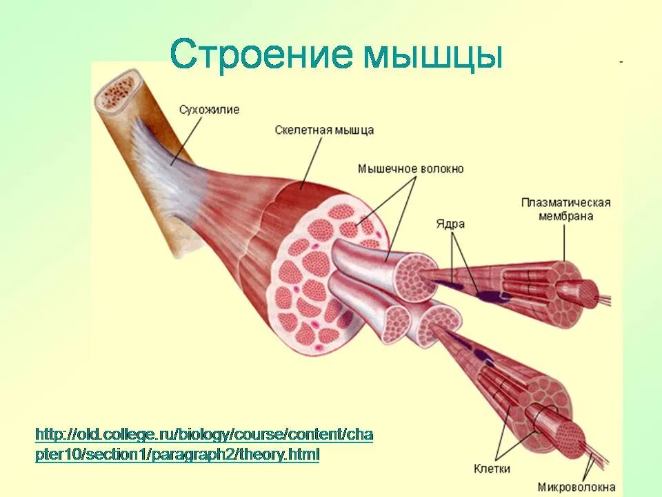 Строение скелетной мышцы 8 класс биология. Строение скелетной мышцы человека 8 класс биология. Схема строения скелетной мышцы мышца. Строение мышечного волокна 8 класс.