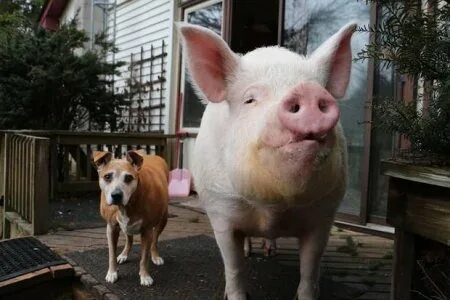 Pig wiki