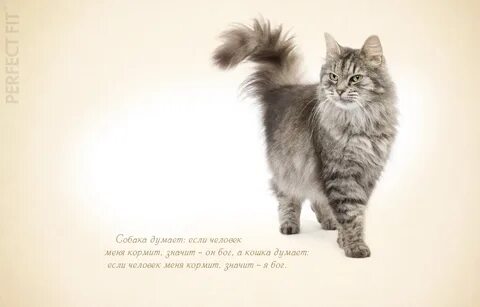 Кошка pro