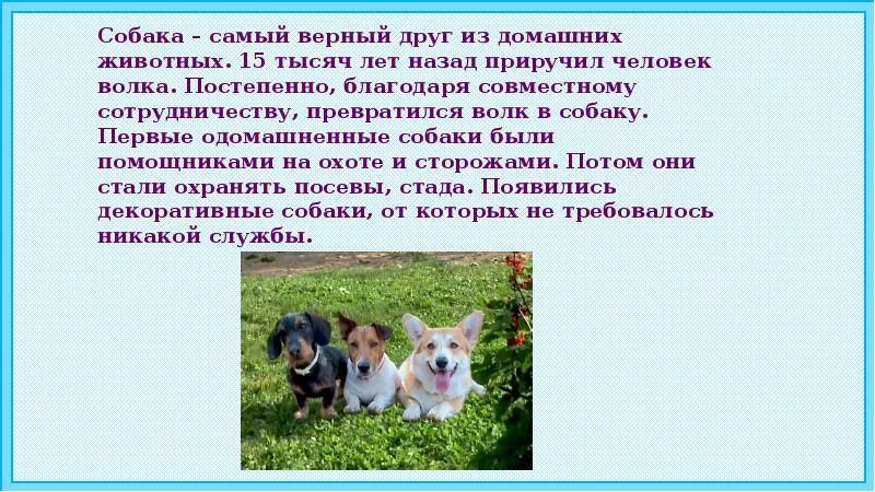 Проект собак 1 класс. Собака верный друг. собака самый верный друг человека. собаки самые преданные друзья. собака 1 класс.