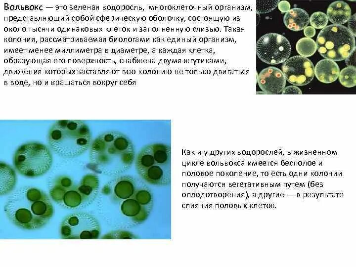 Колониальная одноклеточная водоросль. Одноклеточные организмы вольвокс. Колониальные водоросли вольвокс. Клетки вольвокса водоросль. Колониальные водоросли вольвокс многоклеточные.