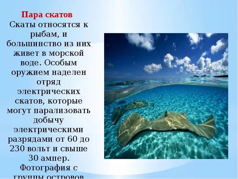 Морские обитатели доклад. Морские обитатели описание. Интересные факты о подводных обитателях. Сообщение о морских обитателях. Интересные факты о морских обитателях.