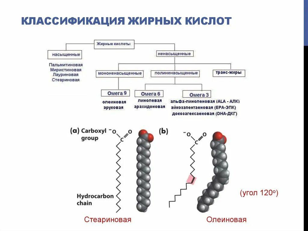 Основные липиды пищи. Классификация жирных кислот биохимия. Жирные кислоты строение формулы. Ненасыщенные жирные кислоты формулы. Высшие жирные кислоты классификация строение биологическая роль.