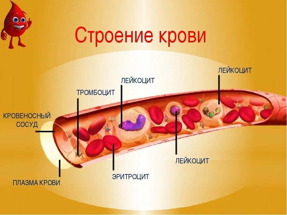 Селезенка и эритроциты. Состав крови и строение крови. Состав крови клетки крови строение. Строение крови человека рисунок. Кровь анатомия строение.