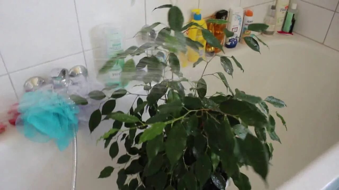 Как помыть листья