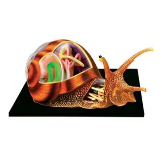 4d master