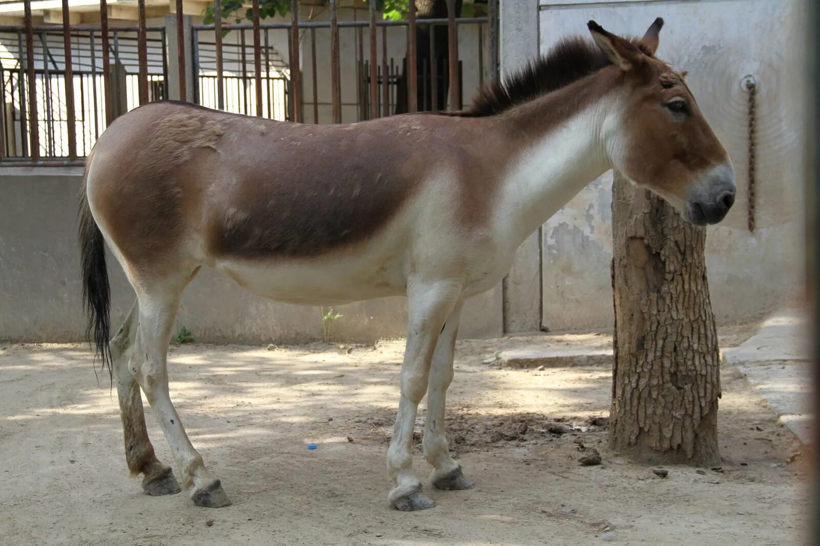 Кианг. Equus kiang. Дикий осел онагр. Туркменский кулан. Дикий осел кулан.