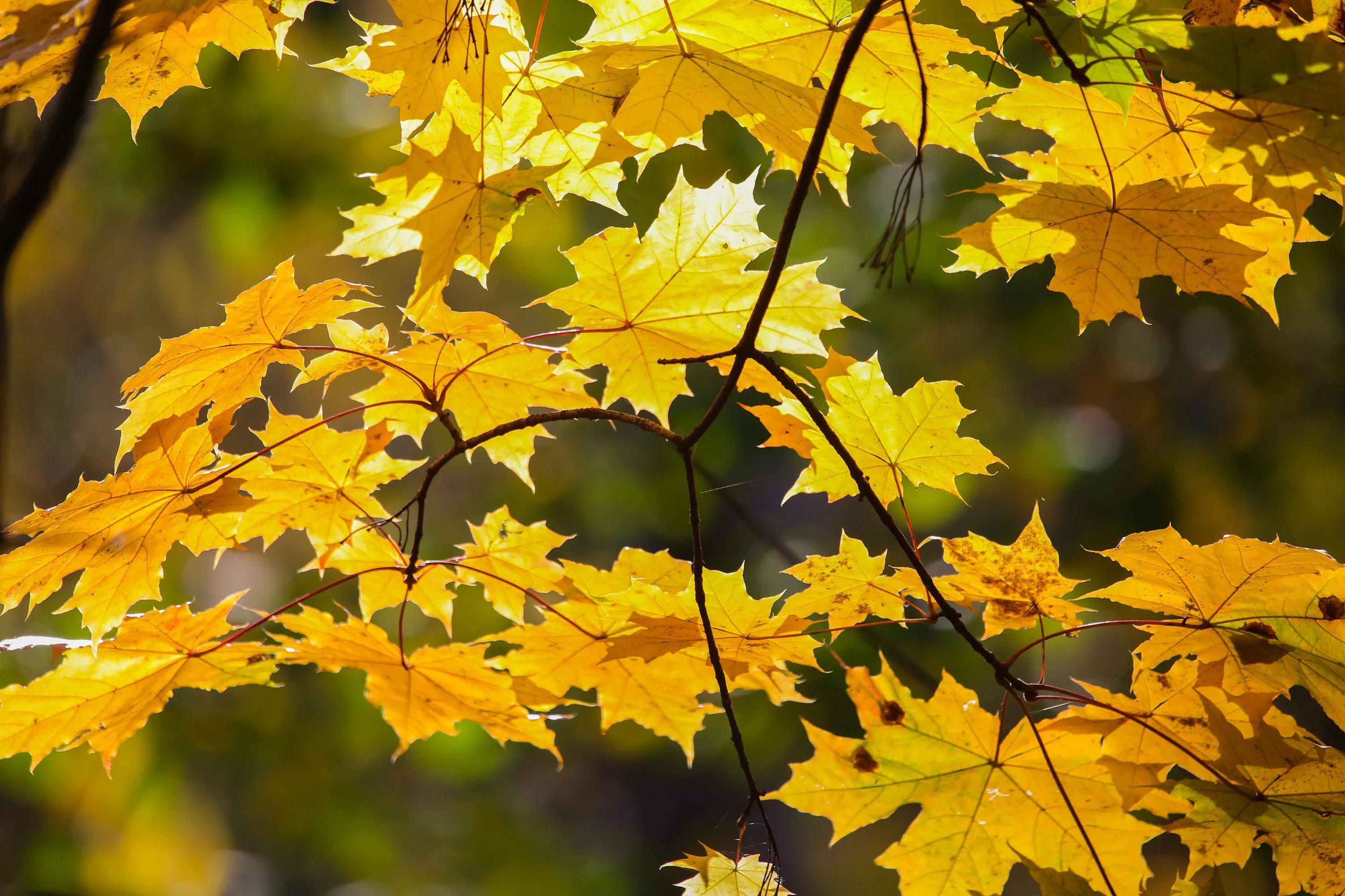 Клён зелёный клён кудрявый. Клён зелёны, клён кудрявый. Клен ложноплатановый явор. Смуглянка текст. Клен зеленый клен кудрявый слушать.