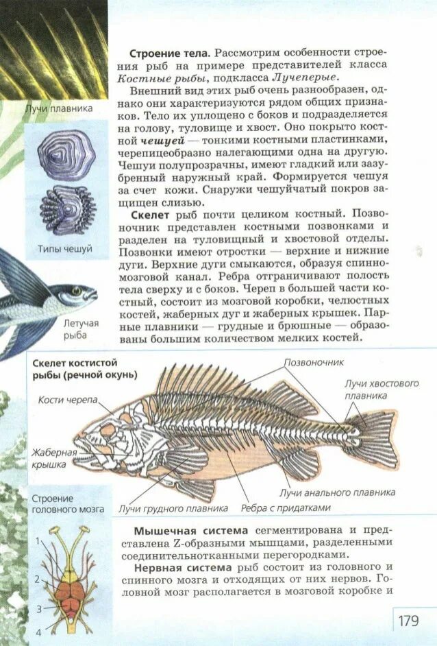 Строение покровов тела у рыб. Покровы рыб. Класс рыбы покровы тела. Особенности покровов тела животных. Костная чешуя строение.