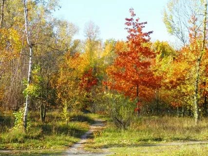 Лесная опушка осенью