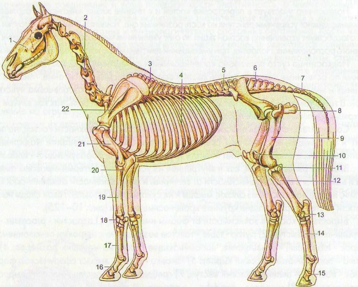 Если у животного имеется отдел скелета. Осевой скелет лошади анатомия. Скелет лошади анатомия. Строение скелета лошади анатомия. Строение конечности лошади скелет.