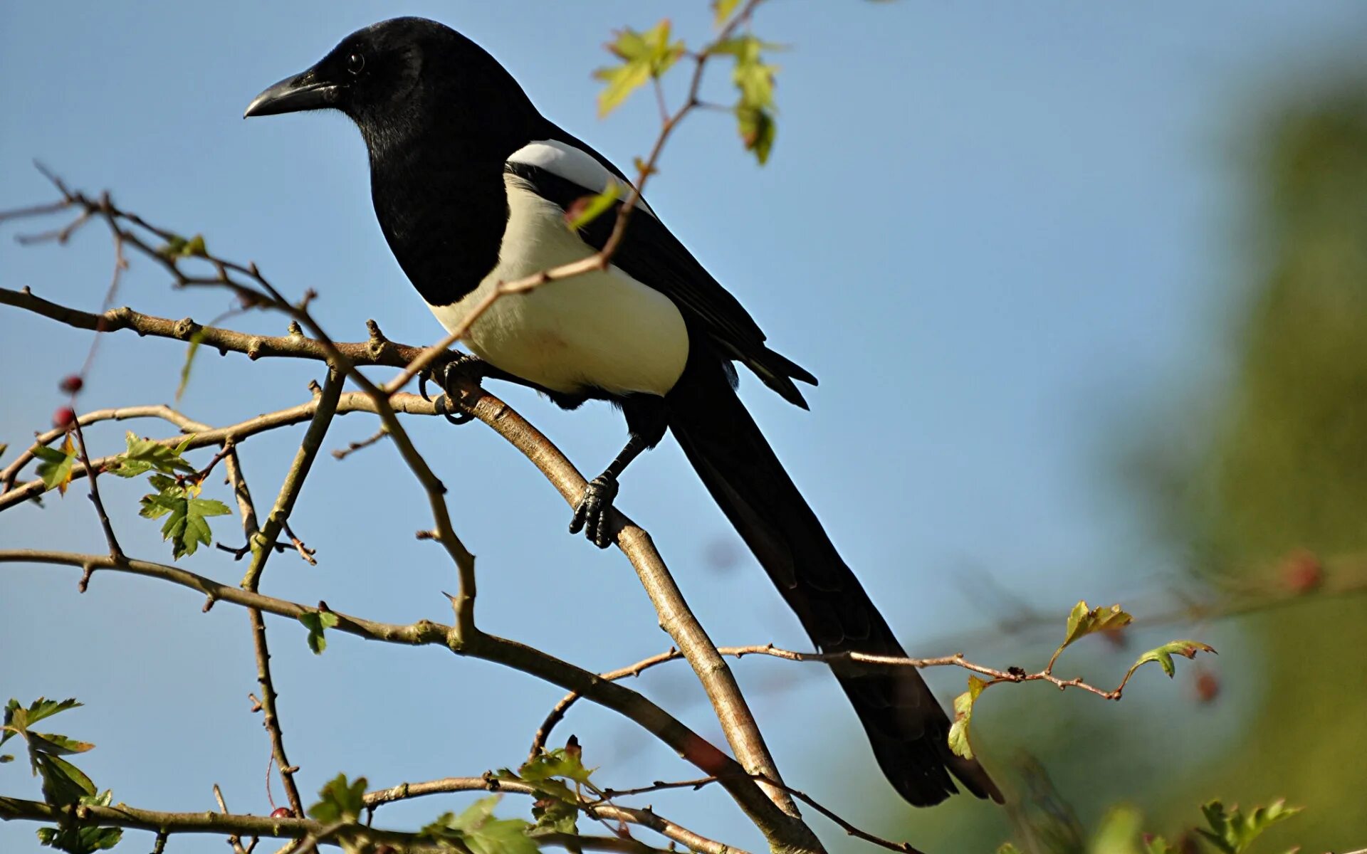Сорока pica pica. Сорока самка. Обыкновенная сорока (pica pica),. Сорока белобока птица. Обыкновенная сорока (pica pica),.