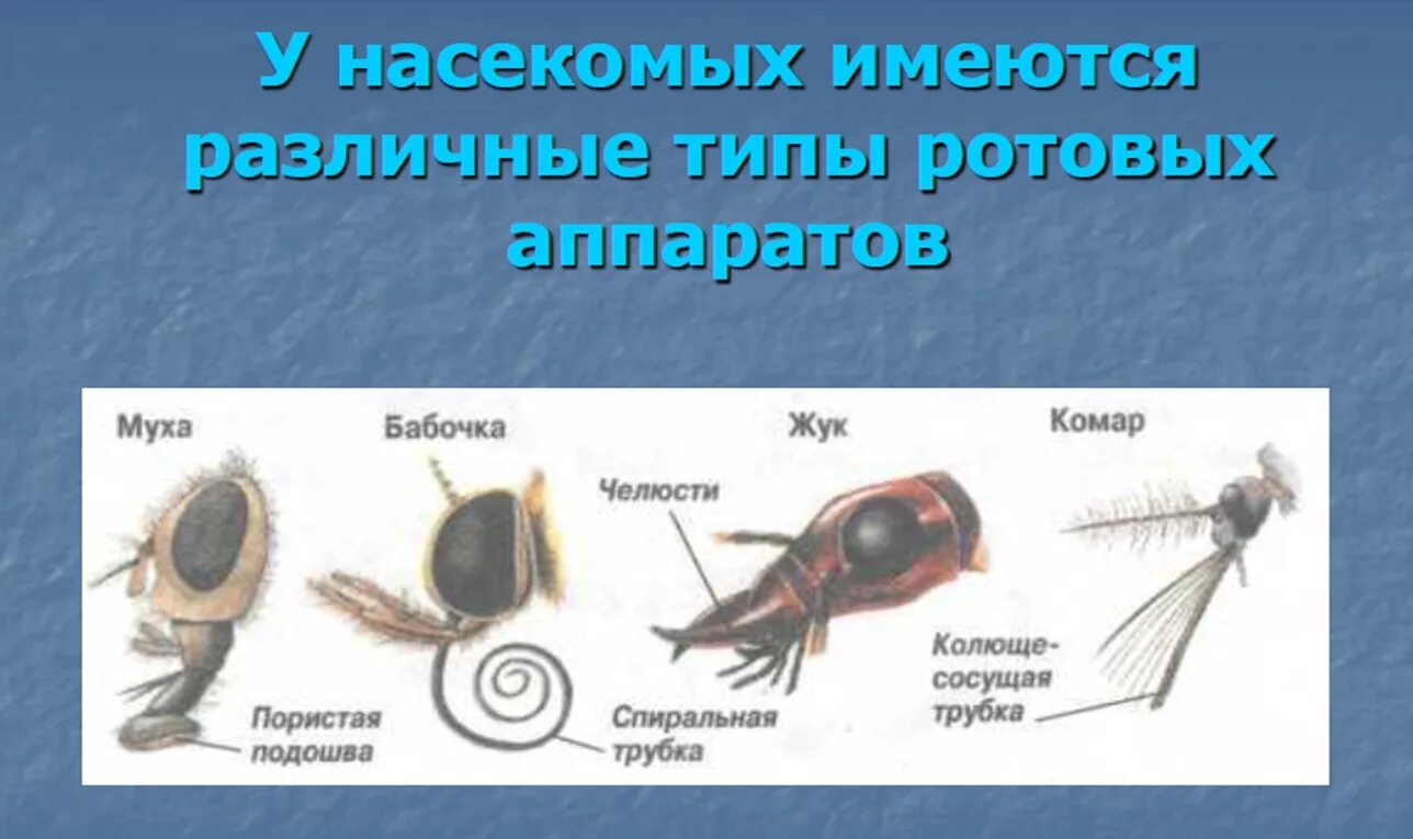 Ротовая полость насекомых. Типы ротовых аппаратов. Разнообразие ротовых аппаратов насекомых. Разные типы ротовых аппаратов у насекомых. Строение ротового аппарата насекомых.