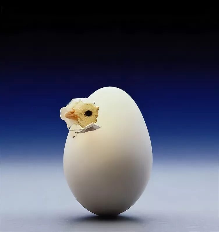 Цыпленок вылупляется из яйца. Вылупление из яйца. Яйцо цыпленок. Цыплёнок вылупился из яйца. Птица вылупляется из яйца