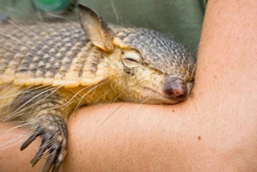 Армадилло животное броненосец. Трёхпоясный броненосец. Опасен ли броненосец для человека. Опасен ли броненосец для человека. Девятипоясный броненосец яйца.