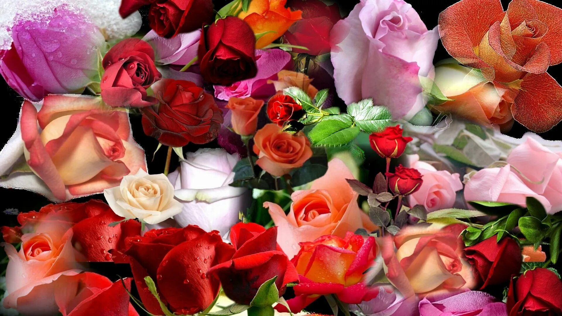 Видео открытка. Красивый букет роз. Цветы для роскошной женщины. Живые цветы. Букет роз открытка.