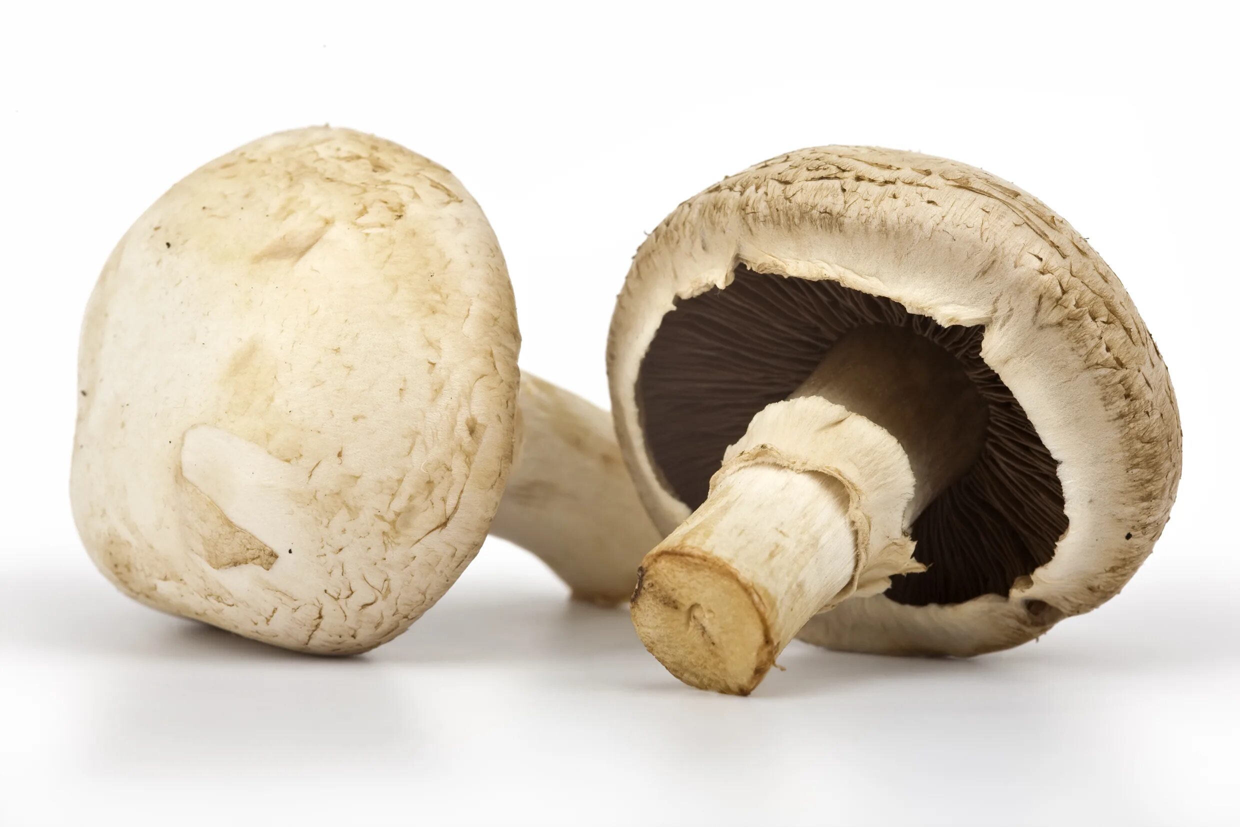 Черные шампиньоны можно. Шампиньон Луговой Agaricus Campestris. Шампиньоны под шляпкой. Шампиньон в разрезе. Шампиньоны черные под шляпкой.