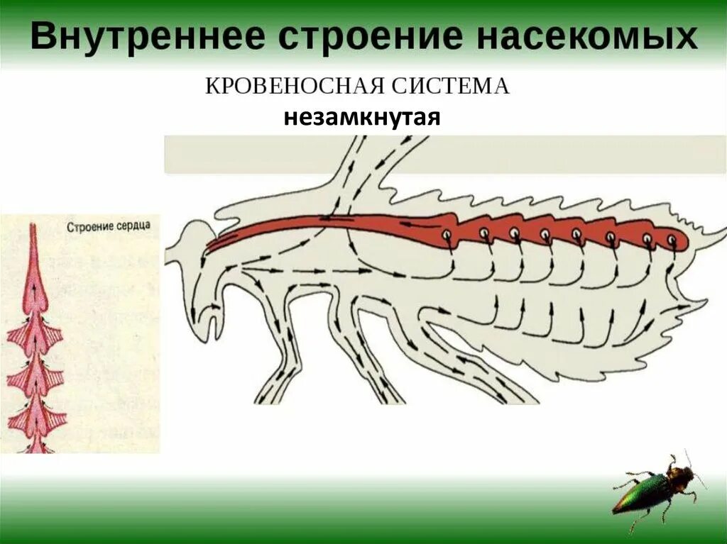 Внутреннее строение насекомых кровеносная система. Кровеносная система насекомых схема. Кровеносная система насекомых 7 класс биология. Крлвеноснаясистема насекомых.