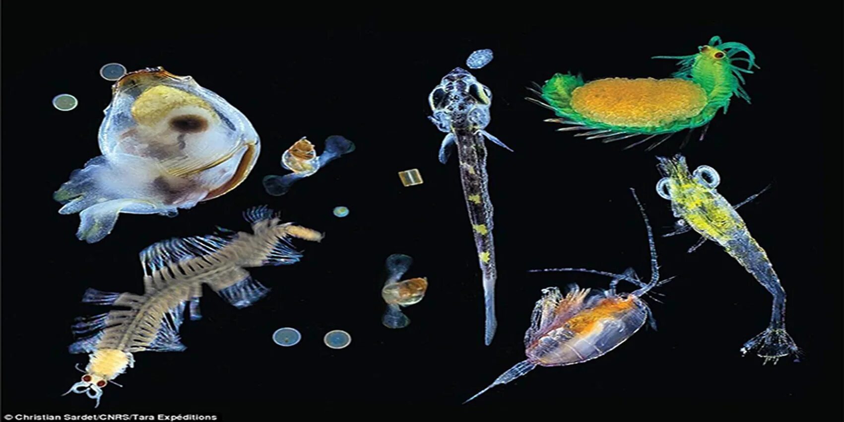 Фитопланктон виды. Планктон Средиземного моря. Фитопланктон. Планктон под микроскопом. Фитопланктон в аквариуме.
