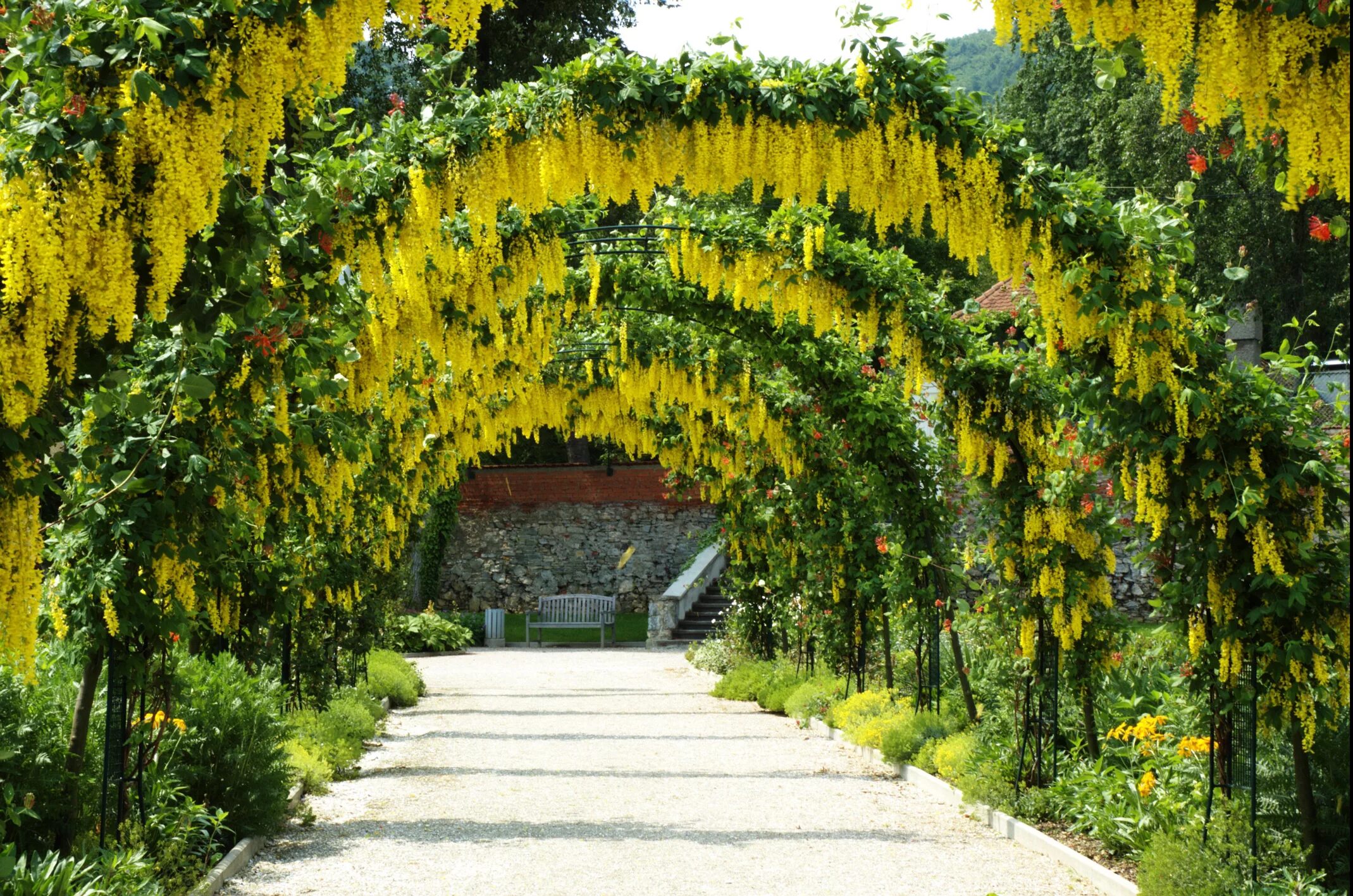 Солнечная арка. Тоннель глициний в Японии. Цветочная арка. Арка в саду. Арка с цветами.