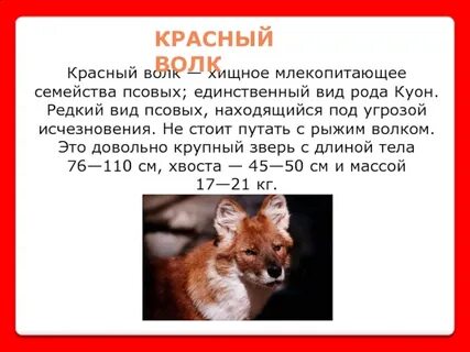 Доклад про красного волка из красной книги