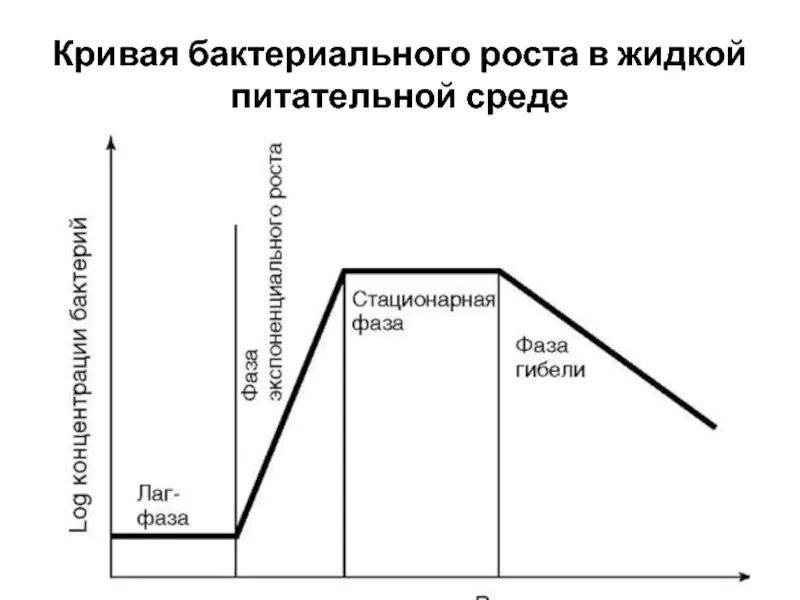 Стационарная кривая. Lag фаза роста бактерий. Лаг-фаза Кривой роста микроорганизмов это. Фазы роста бактерий 6 фаз. Исходная стационарная фаза лаг-фаза характеризуется.