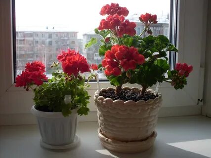 Разные герани в один горшок