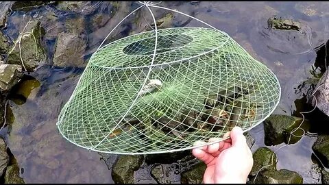 Лучшая приманка в раколовку