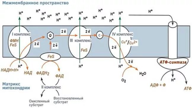Биохимия электрон. Цепь переноса электронов биохимия. электрон-транспортная цепь митохондрий. биохимия образование атф в дыхательной цепи. этц дыхательная цепь.