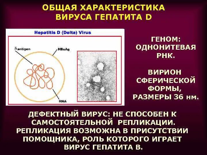 Морфология вируса гепатита d. Характеристика вируса гепатита д. Характеристика вирусов гепатитов. Вирус гепатита d микробиология.