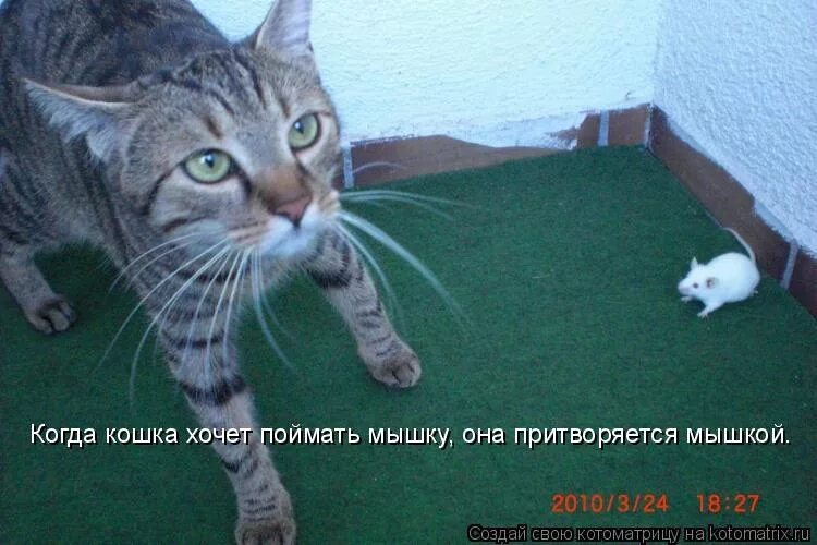 Кошка хочет гулять. Котоматрица мышь? Вижу. Котик взял мышку. Мышей не ловит.