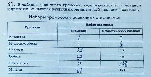 Сколько хромосом в половых клетках дрозофилы. Наборы хромосом у различных организмов. наборы хромосом у различных организмов таблица. набор хромосом у диплоидного организма. гаплоидный и диплоидный набор таблица.