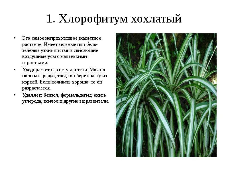 Строение хлорофитума