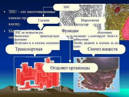 Эпс участвует
