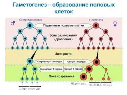 Процессы стадии гаметогенеза